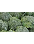 Broccoli seed