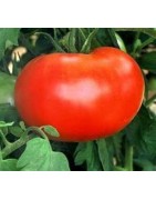 Standard varieties of Tomato Seed