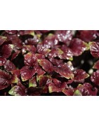 shiso