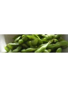 Soy Beans for Sprouting