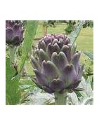 artichoke
