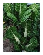 silverbeet
