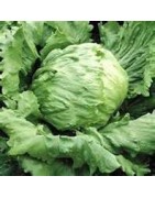 lettuce