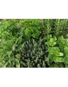 Garden herb seed