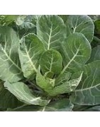 collards