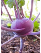 kohl rabi