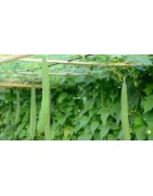 Luffa