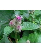 Burdock